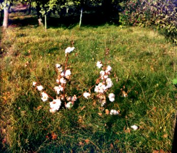 Gorskii 20030u