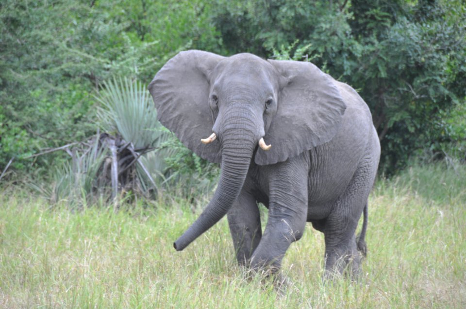 Gorongosa-elephant 8692522812 o