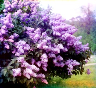 Gorskii 00171u