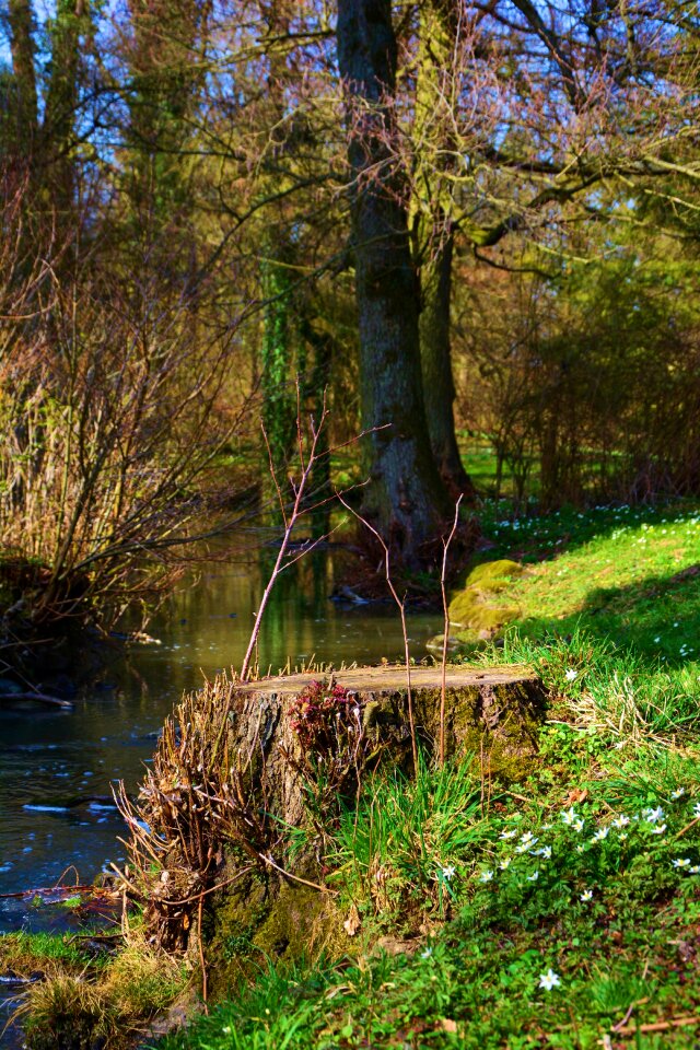 Spring nature tree