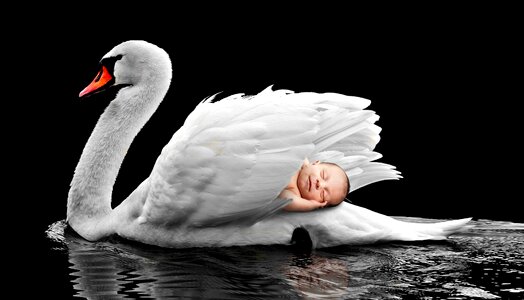 Animal world swan lake