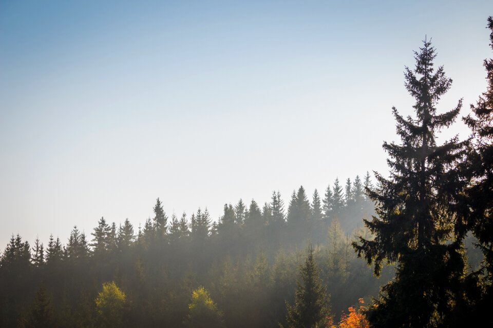 Forest lighting landscape
