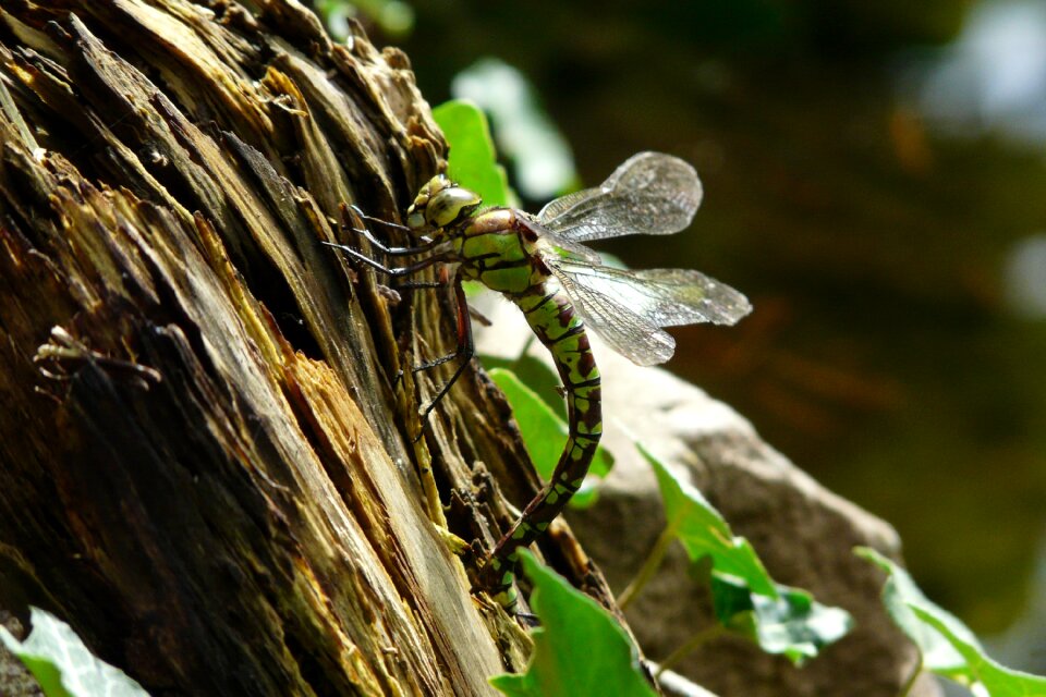 Nature insect odonata