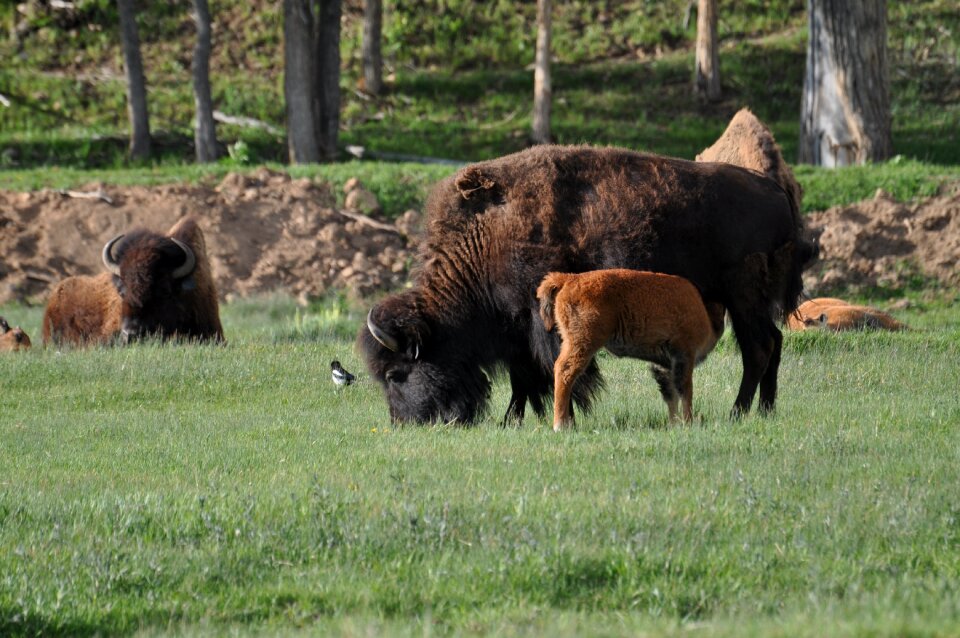 Animal hayfield nature