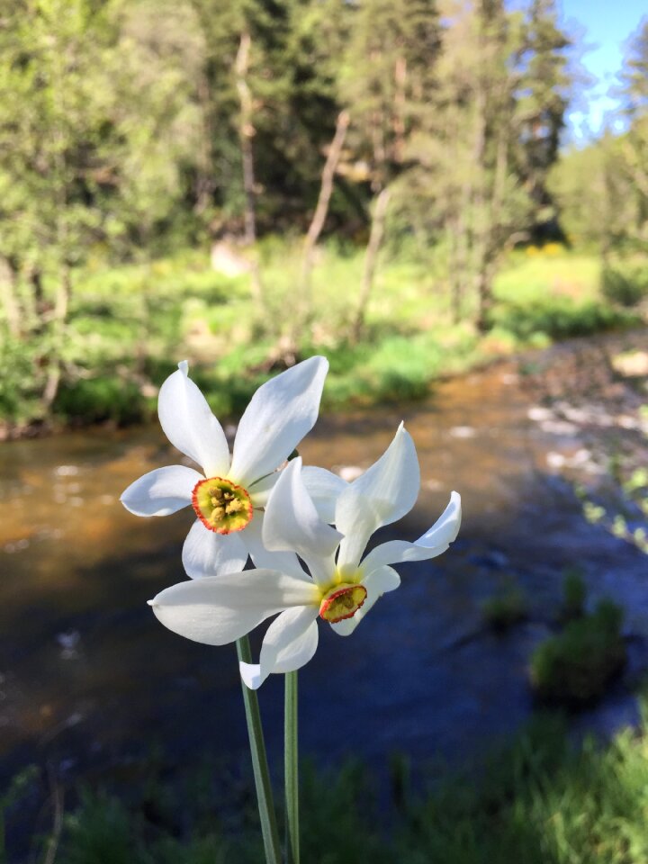 Narcissus flower white