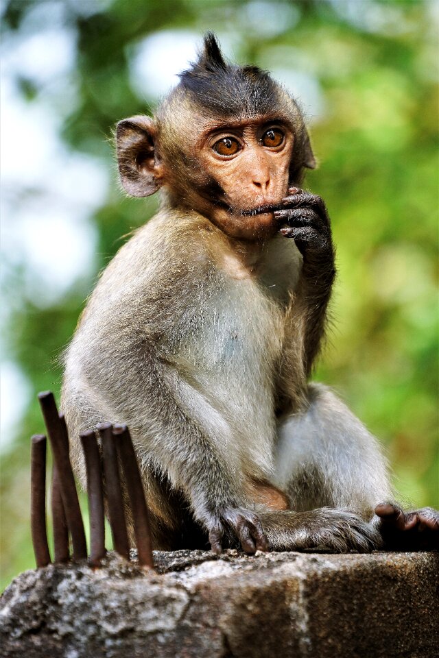 Ape wildlife macaque