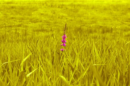 Nature field blade of grass photo
