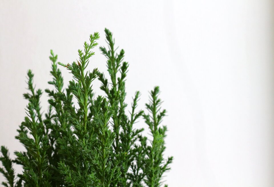 Green grass nature plant
