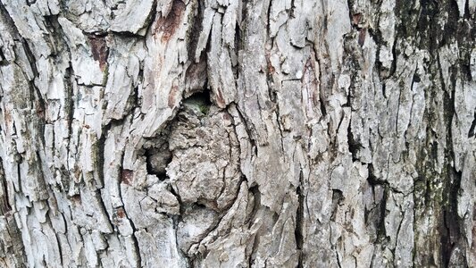Tree wood pattern photo