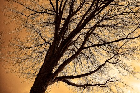 Branches bare branches silhouette