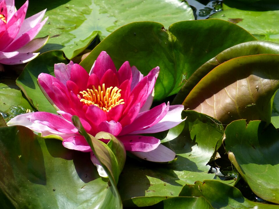 Water lily plant nature