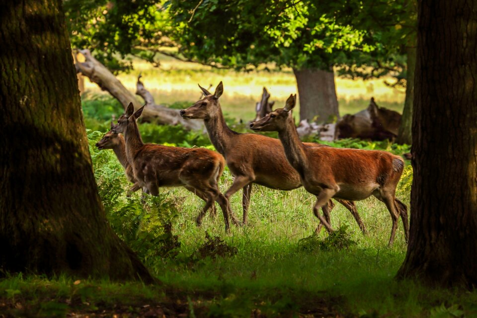 Forest nature england