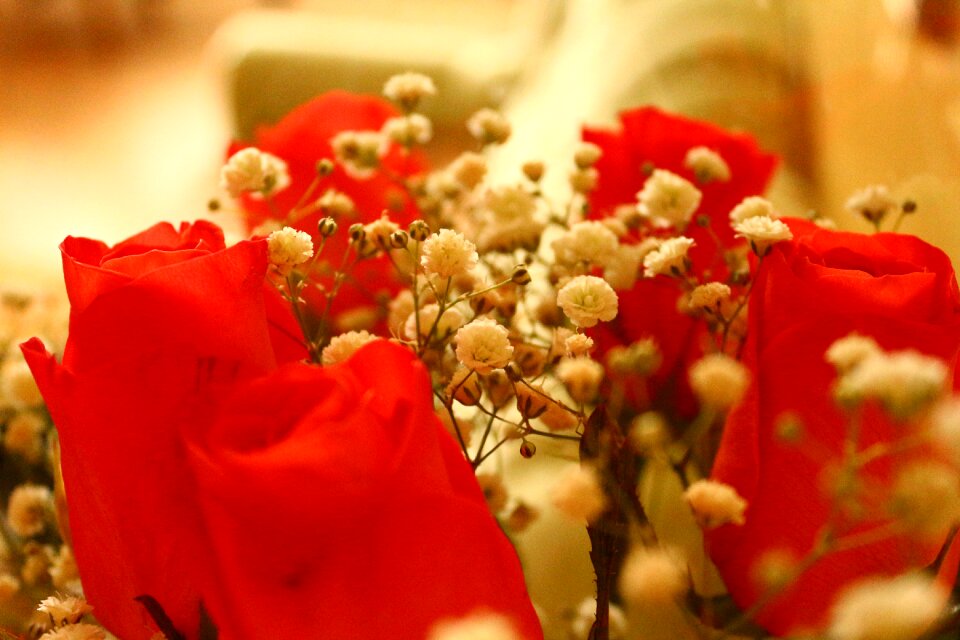 Flowers rose red rose