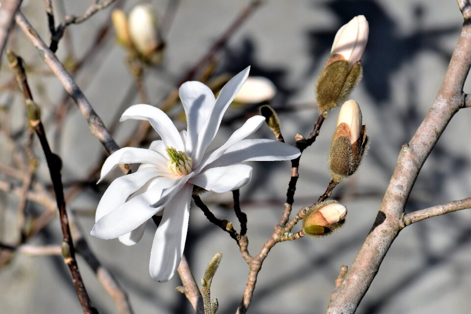 Blossom bloom nature