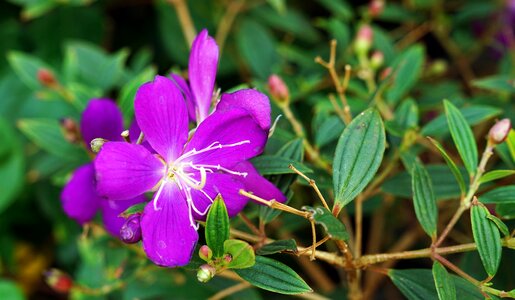 Flower nature purple