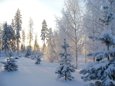 Snow pine landscape