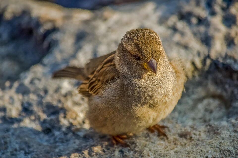 Wildlife outdoors animal