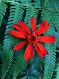 Red garden nature
