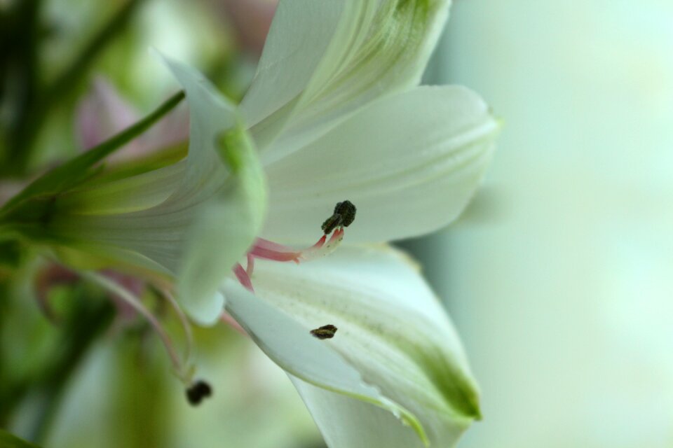 Spring flower stamens nature