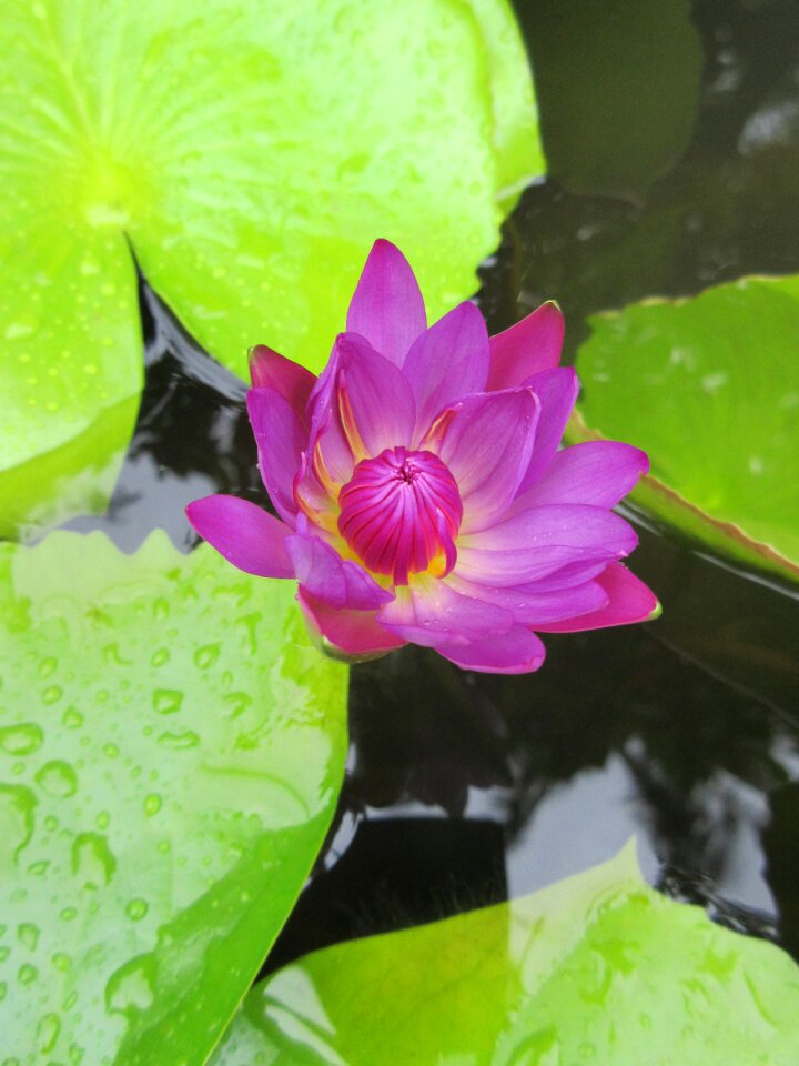 Pond environment exotic