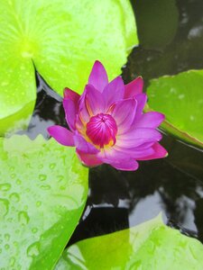 Pond environment exotic