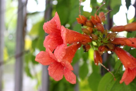 Flower after rain Free photos