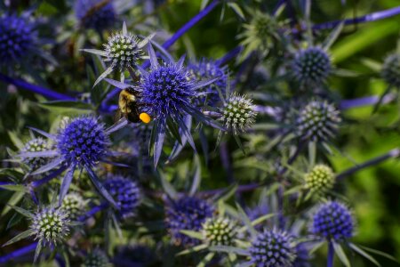 Flora bee flower