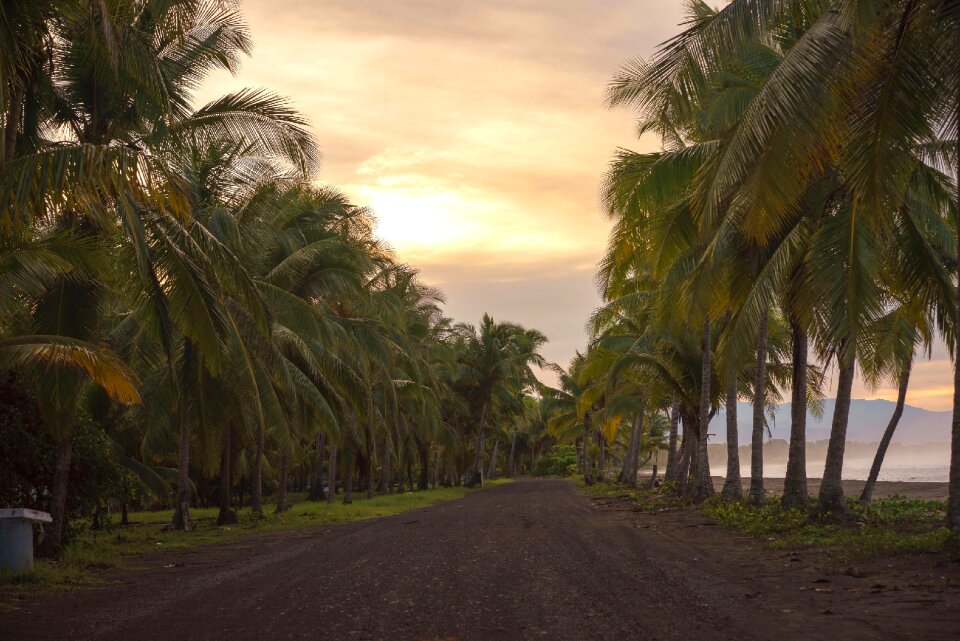 Boat sunset palms
