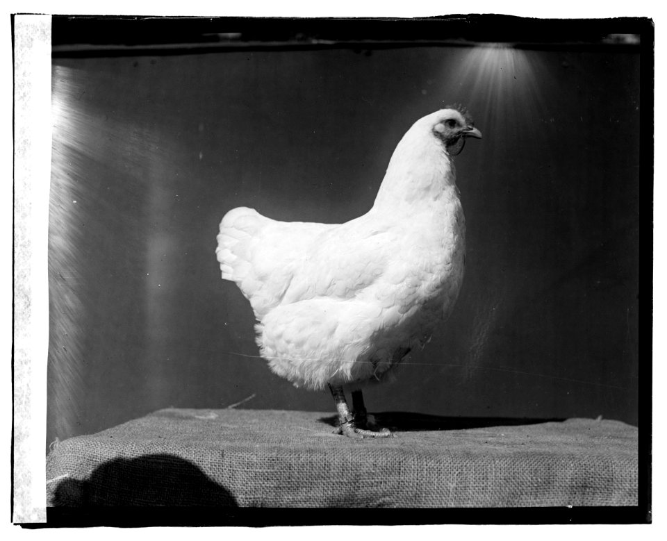Govt. Farm, Beltsville, (Maryland) LCCN2016827266