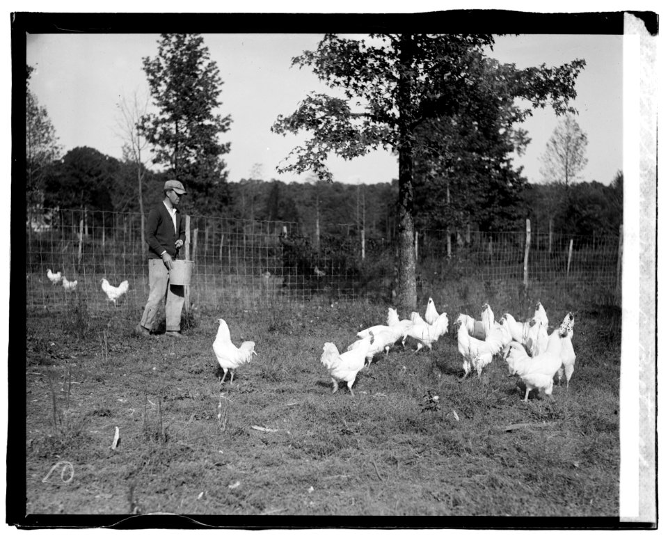 Govt. Farm, Beltsville, (Maryland) LCCN2016827274