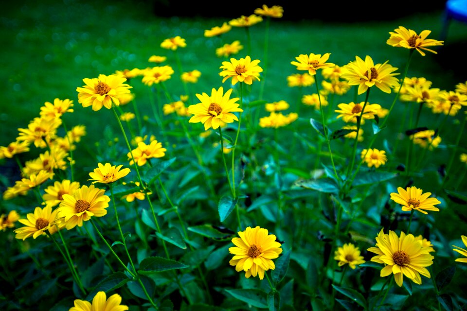 Plant bright beautiful flowers