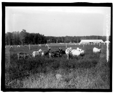 Govt. Farm, Beltsville, Maryland LCCN2016827271