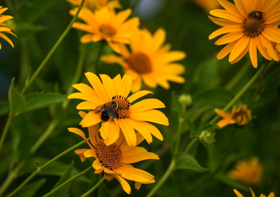 Summer field bee