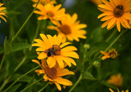 Summer field bee photo