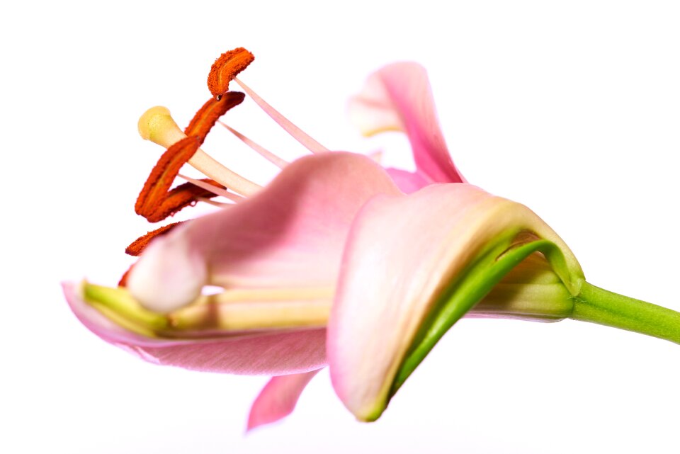 Bloom flower nature