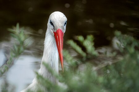 Bird rattle stork animal picture