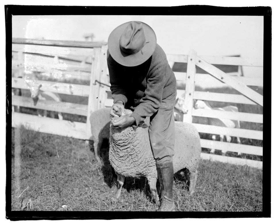 Govt. Farm, Beltsville, (Maryland) LCCN2016827270