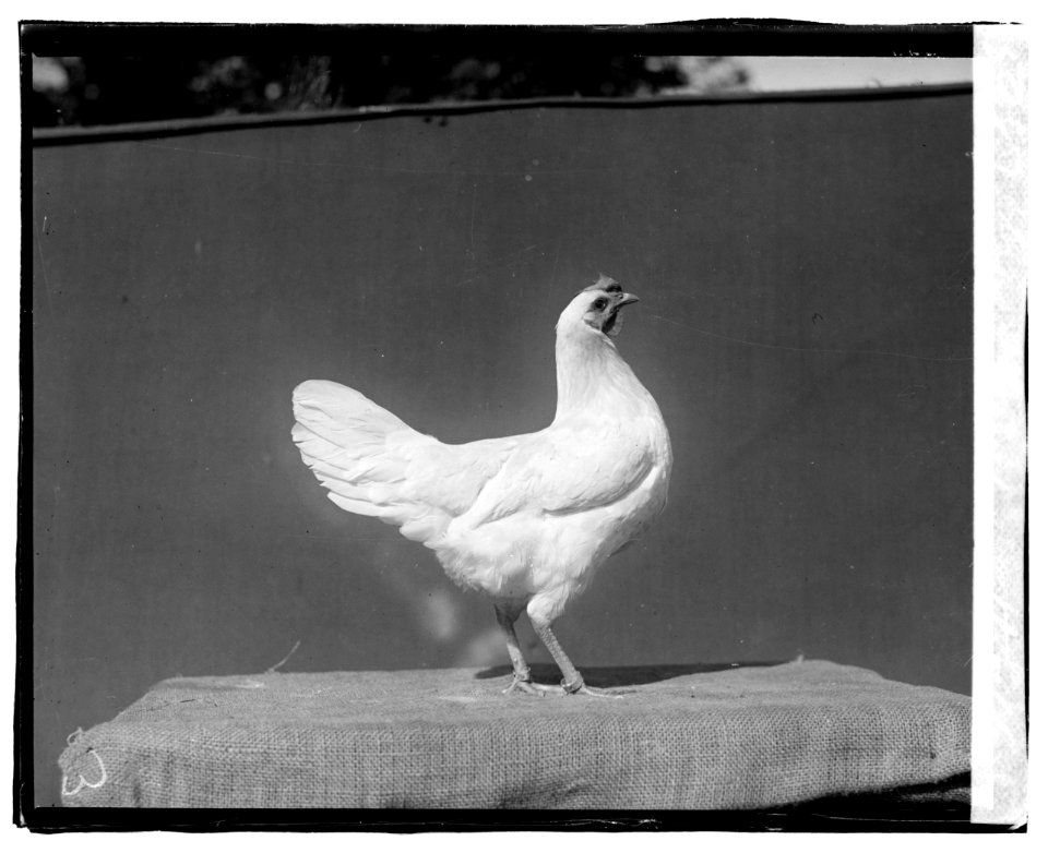 Govt. Farm, Beltsville, (Maryland) LCCN2016827273