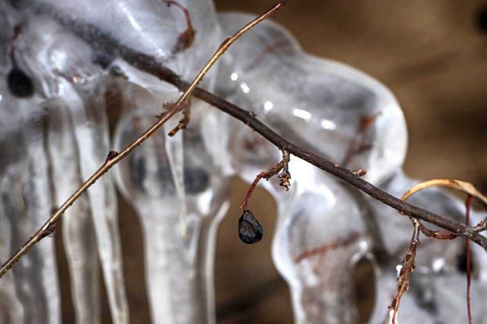 Nature outdoors frost