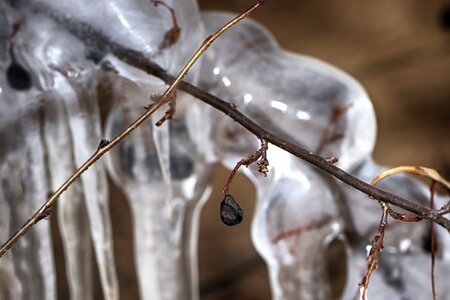 Nature outdoors frost