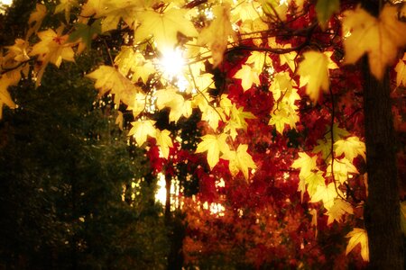 Golden autumn colorful leaves fall foliage photo