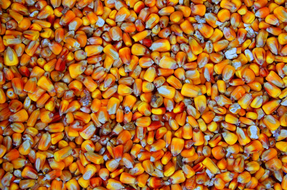 Corn grain structure
