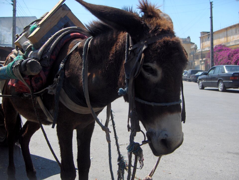 Morocco donkey city