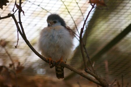 Neck band-pygmy falcon the world bird park bird