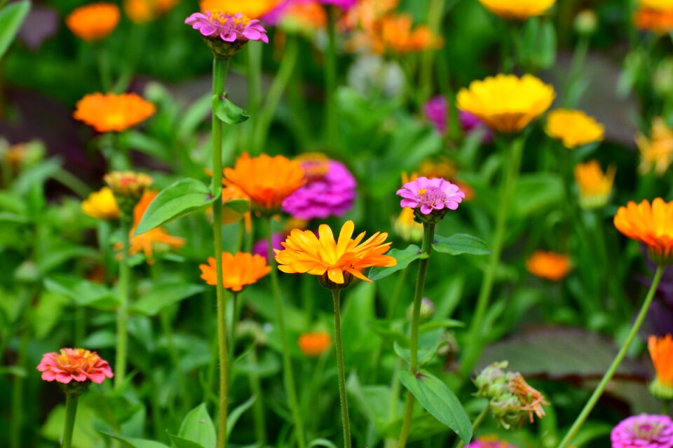 Colorful summer flowers mix summer flowers