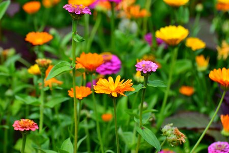 Colorful summer flowers mix summer flowers
