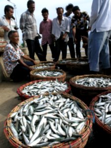 Fishermen selling fish at a local market (4324294585) photo