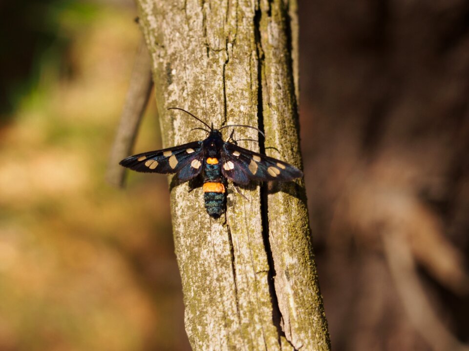 Insect nature summer