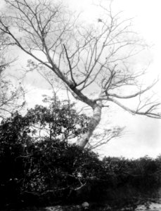 Fiskegård av sten vid boplats på Saboga. Pearl Islands. Panama - SMVK - 004162