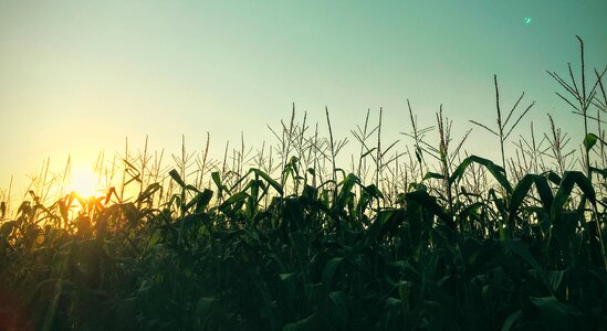 Field farm sky